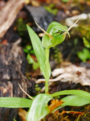Pterostylis australis