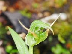 Pterostylis australis