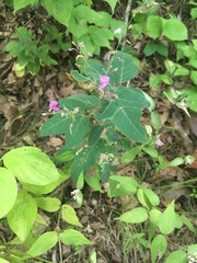 Desmodium glabellum