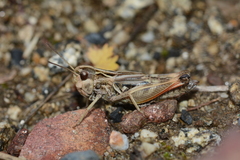 Omocestus antigai
