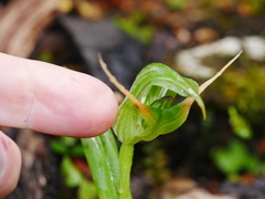 Pterostylis australis