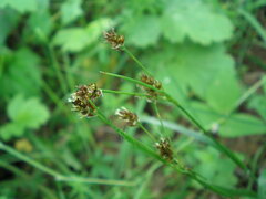 Luzula multiflora