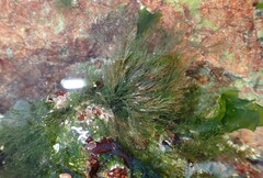 Cladophora rupestris