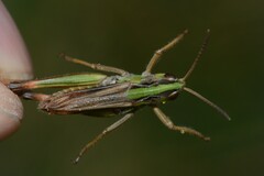 Omocestus antigai