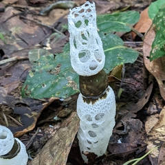 Staheliomyces cinctus