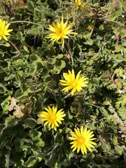 Arctotheca prostrata