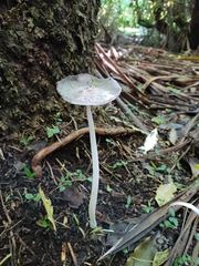 Lanatulae