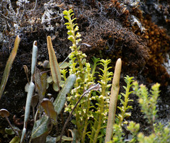 Fernandezia crystallina