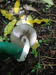Lanatulae