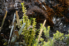 Fernandezia crystallina