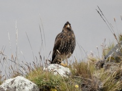 Daptrius carunculatus