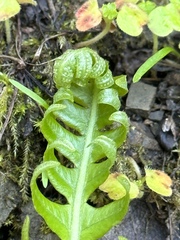 Polypodium calirhiza