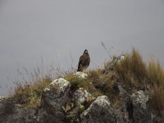 Daptrius carunculatus