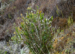 Epidendrum oxycalyx