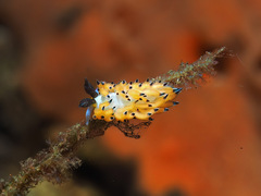 Favorinus tsuruganus