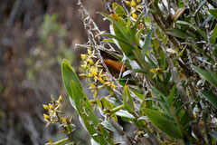 Epidendrum oxycalyx