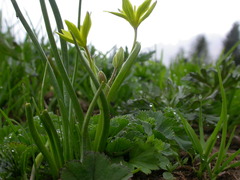 Gagea fragifera