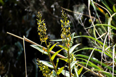 Epidendrum oxycalyx