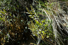 Epidendrum oxycalyx