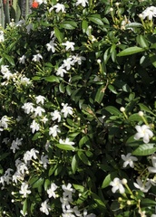 Murraya paniculata