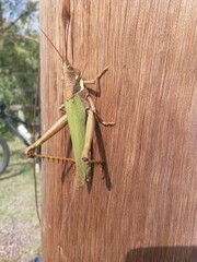 Coryacris angustipennis