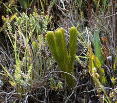 Phlegmariurus hystrix