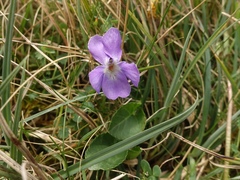 Viola hirta