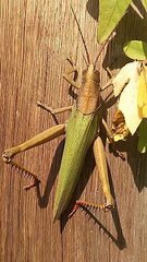 Coryacris angustipennis