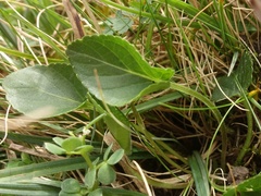 Viola hirta