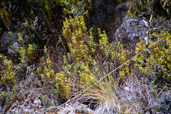 Fernandezia crystallina