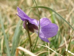 Viola hirta