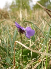Viola hirta