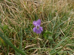 Viola hirta