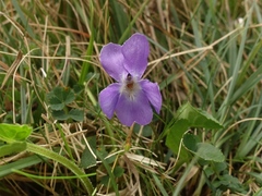 Viola hirta