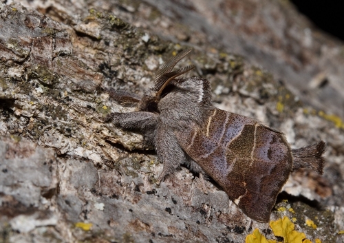 Small Chocolate-tip, photo 3 of 10