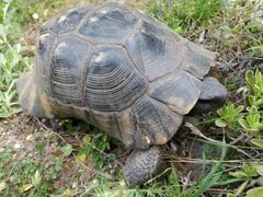Testudo marginata