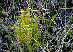 Fernandezia crystallina