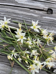 Nothoscordum