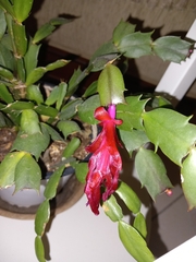 Schlumbergera truncata
