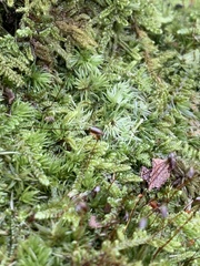 Leucobryum glaucum