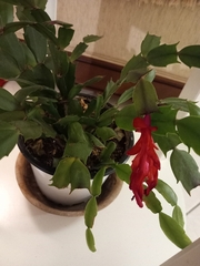 Schlumbergera truncata