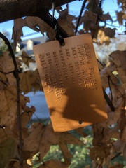 Acer skutchii