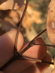 Acer skutchii