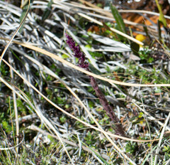 Thalictrum alpinum