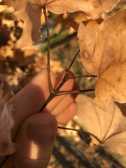 Acer skutchii