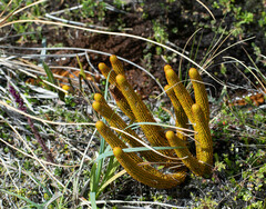 Phlegmariurus hystrix