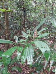 Miconia tococa