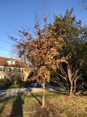Acer skutchii