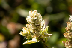 Castilleja septentrionalis