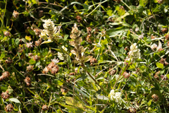 Castilleja septentrionalis